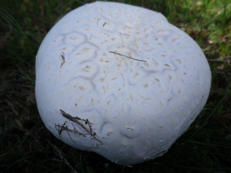 calvatia